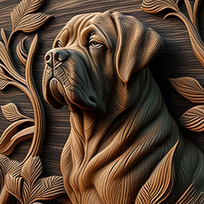 st American Mastiff dog